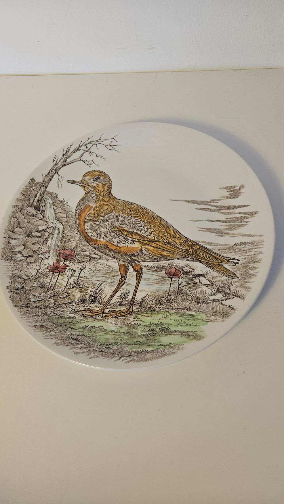 Golden Plover